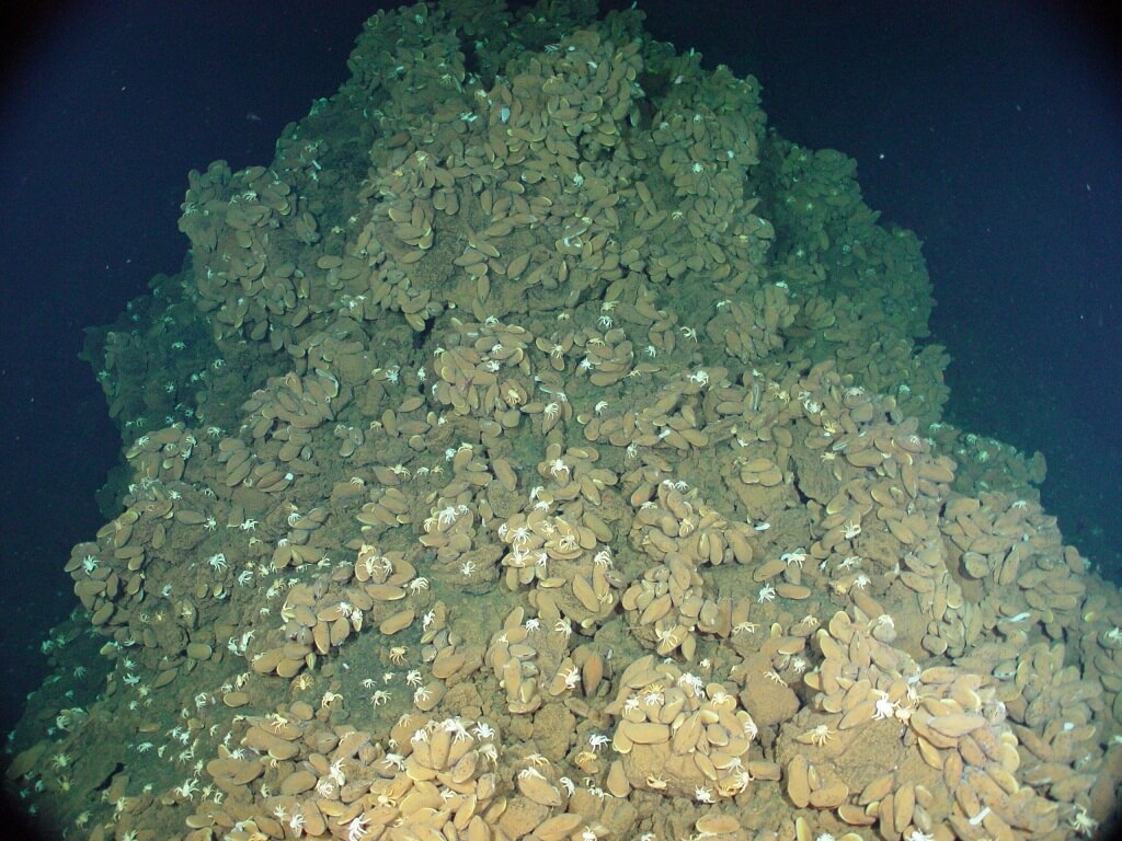 Otherworldly Incantations Deep Sea Worldbuilding Mussels Mound