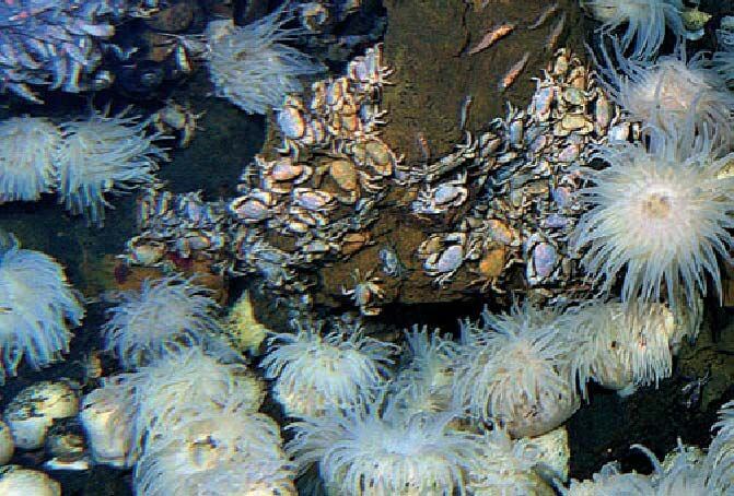 Otherworldly Incantations Deep Sea Worldbuilding Sea Anemone Clusters