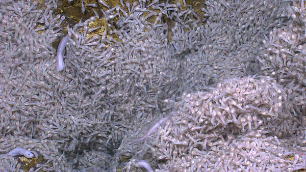 Otherworldly Incantations Deep Sea Worldbuilding Shrimp Swarm