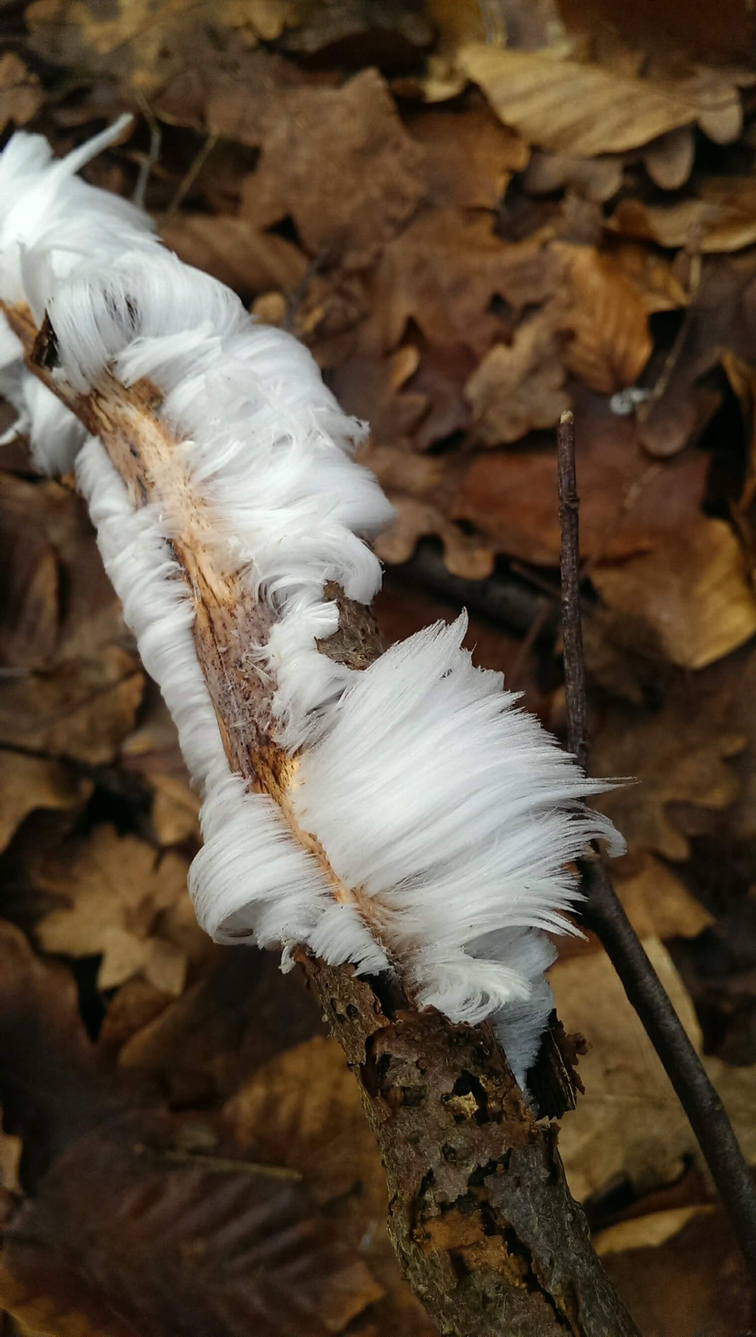 Otherworldly Incantations Tundra Worldbuilding Hair Ice