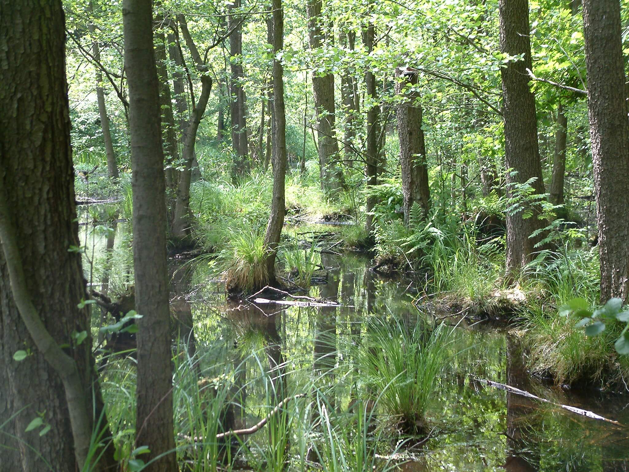Otherworldly Incantations Wetlands Worldbuilding Swamp