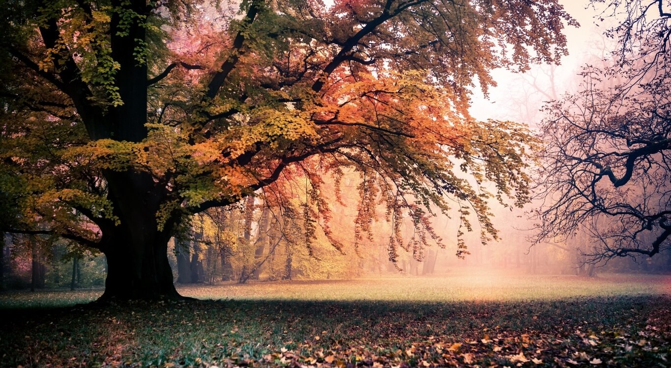 otherworldly incantations forest worldbuilding autumn