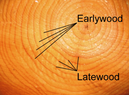 otherworldly incantations forest worldbuilding earlywood latewood