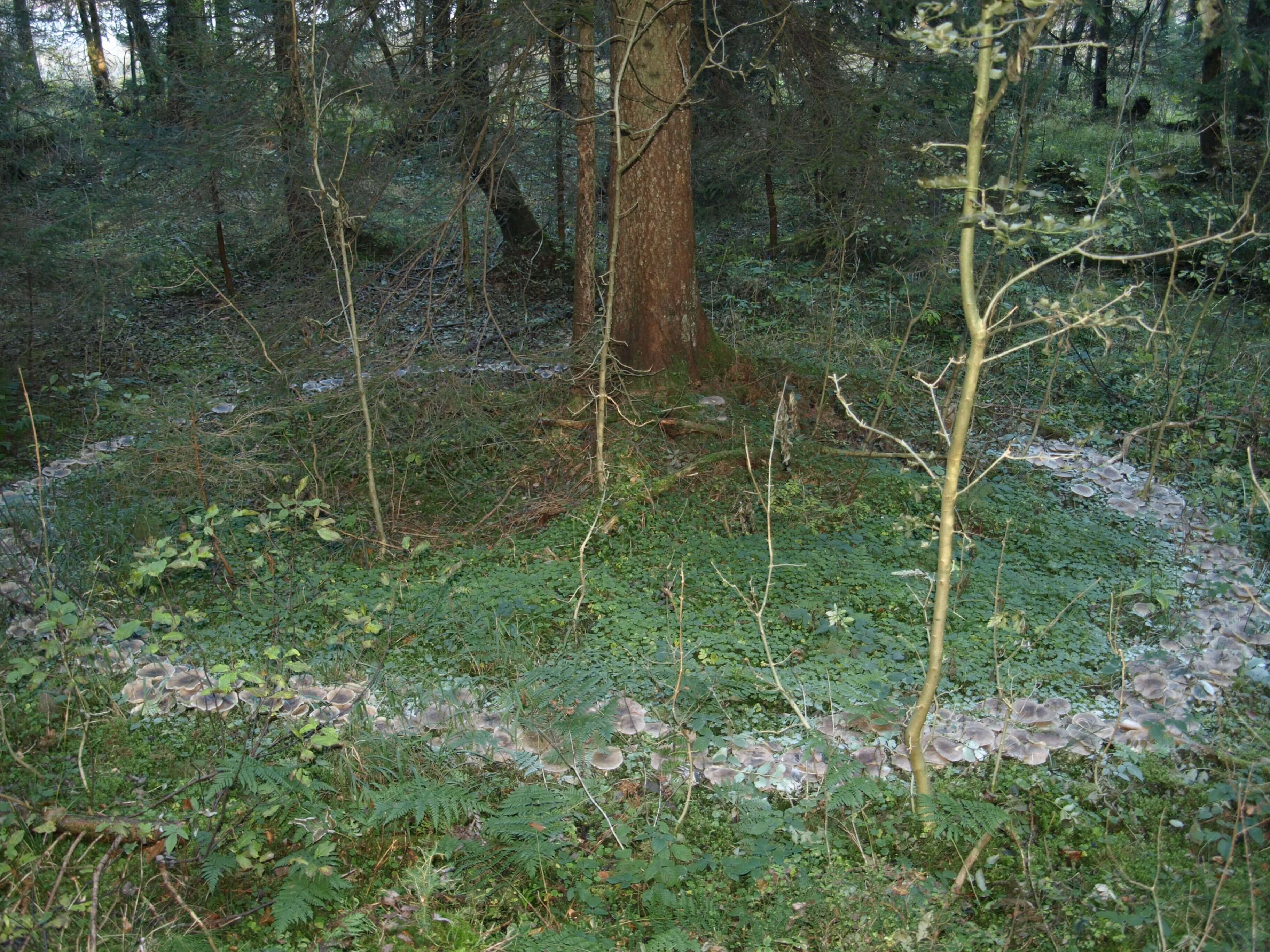 otherworldly incantations forest worldbuilding fairy ring