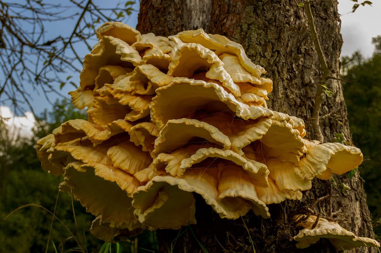 otherworldly incantations forest worldbuilding polypores