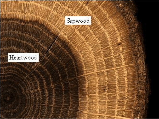otherworldly incantations forest worldbuilding sapwood hardwood