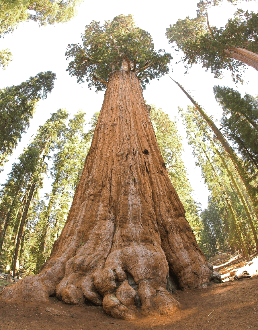 otherworldly incantations forest worldbuilding sequoia forest