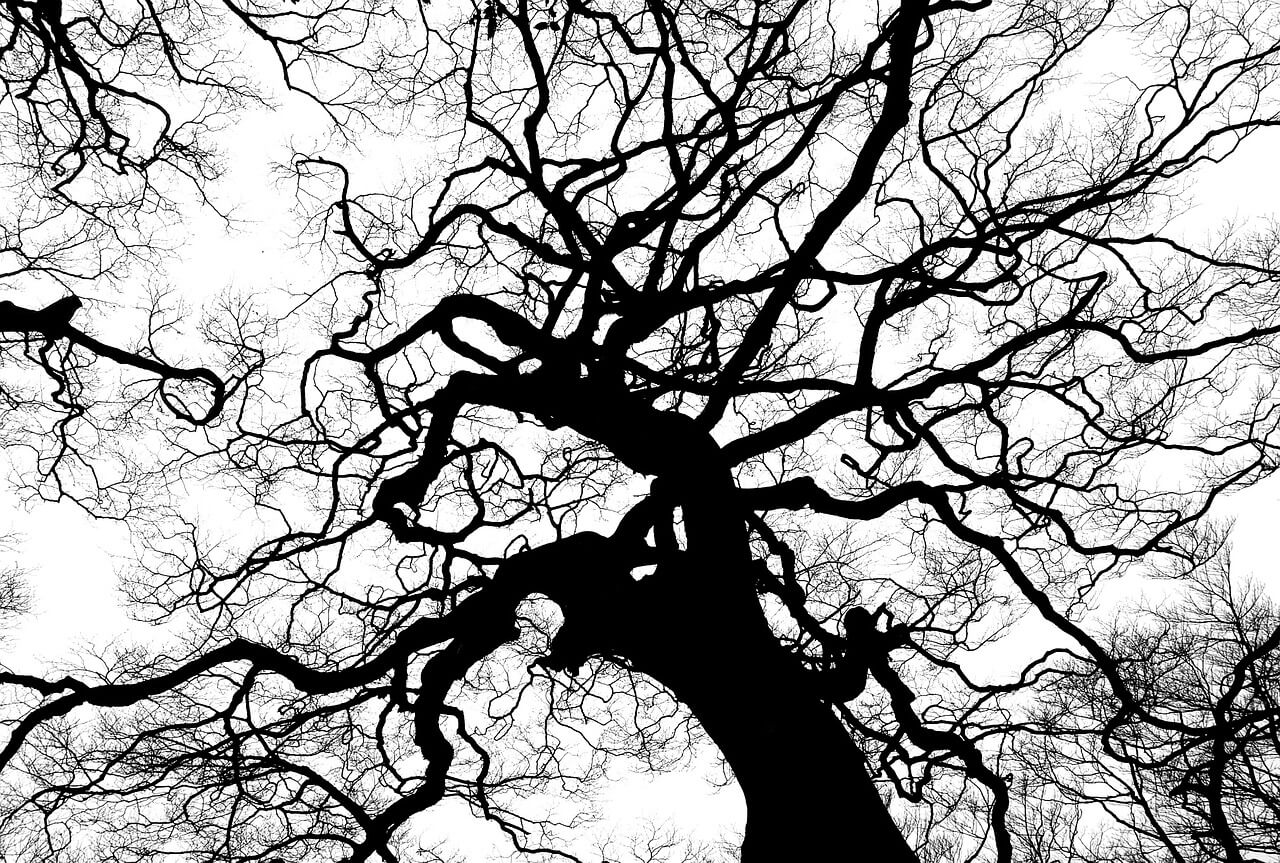 otherworldly incantations forest worldbuilding tree branch