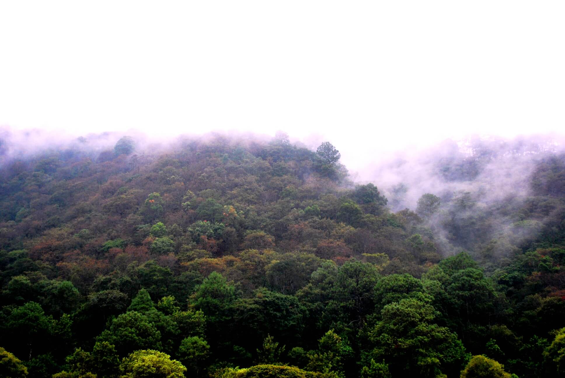 otherworldly incantations forest worldbuilding tropical conifer