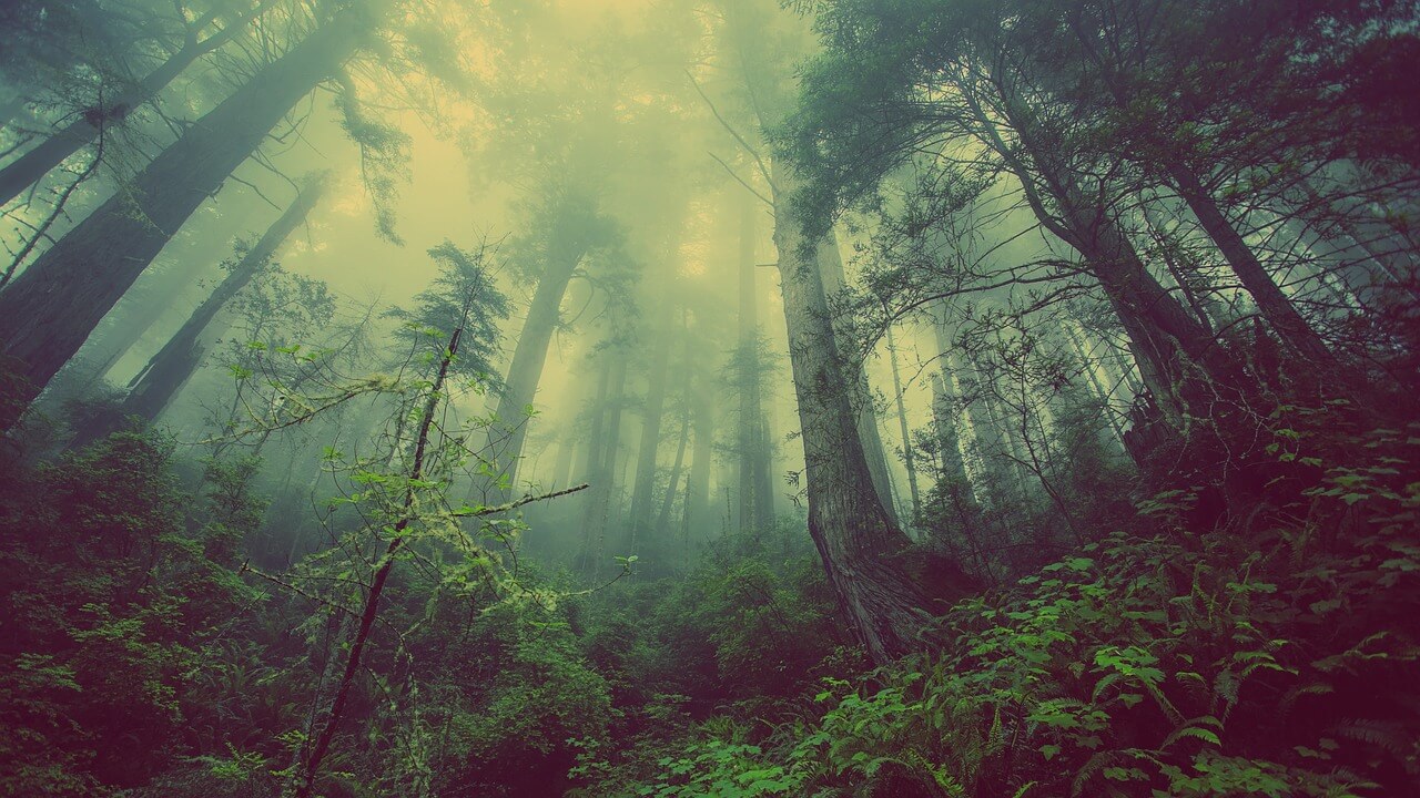 otherworldly incantations forest worldbuilding